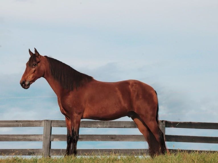 Tennessee Walking Horse Wallach 9 Jahre 155 cm Rotbrauner in Yosemite, KY