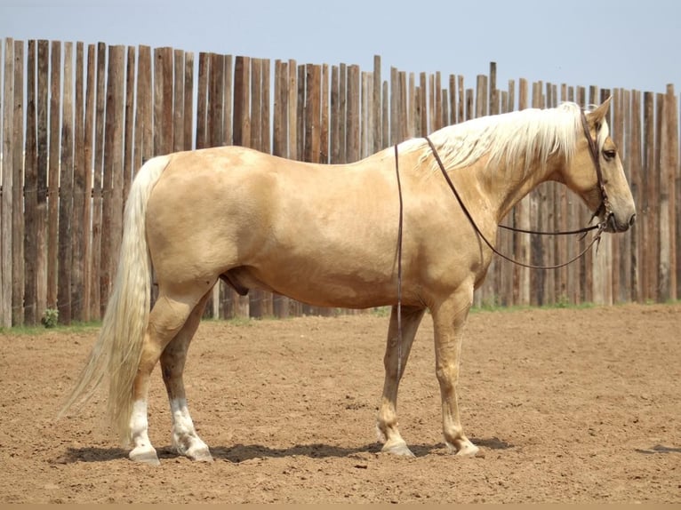 Tennessee Walking Horse Wallach 9 Jahre 157 cm Palomino in Morgan Mill TX