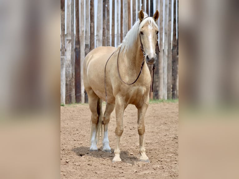 Tennessee Walking Horse Wallach 9 Jahre 157 cm Palomino in Morgan Mill TX