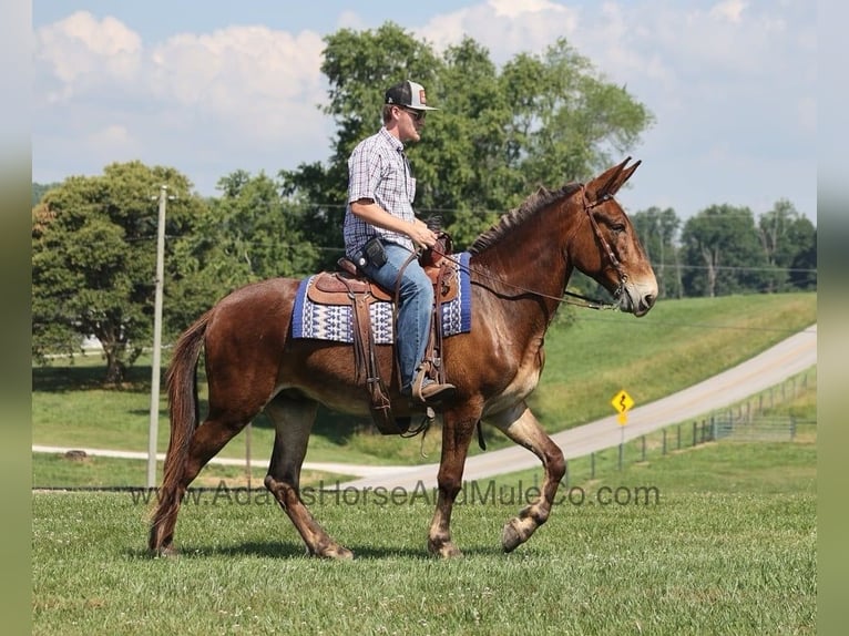 Tennessee Walking Horse Wallach 9 Jahre 157 cm Rotbrauner in Mount Vernon