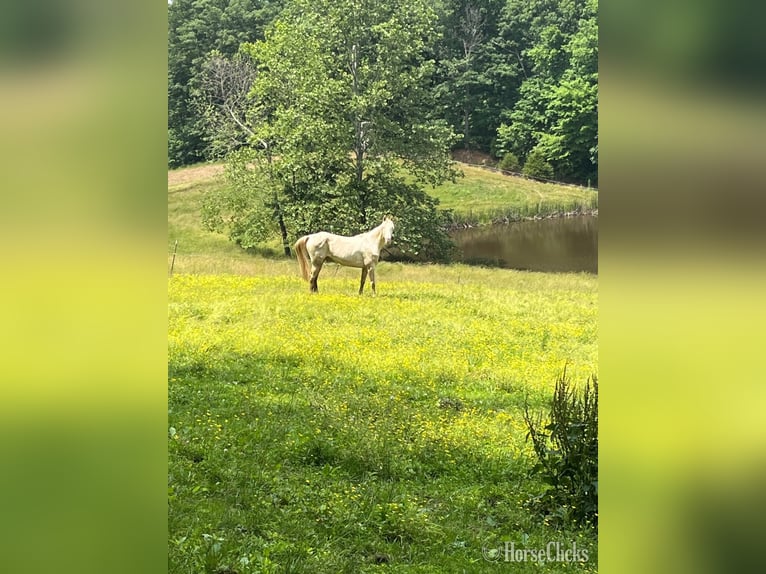 Tennessee Walking Horse Wallach 9 Jahre 160 cm Perlino in Shoals, Indiana
