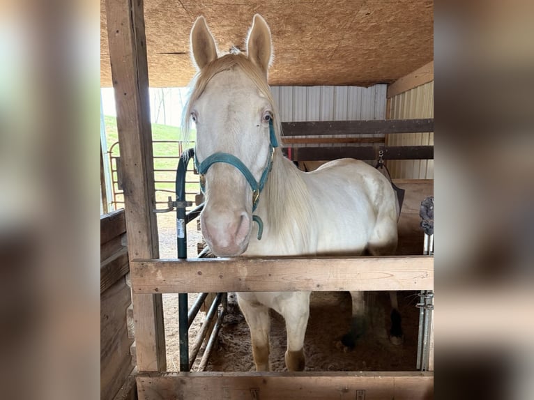 Tennessee Walking Horse Wallach 9 Jahre 160 cm  in Shoals, Indiana