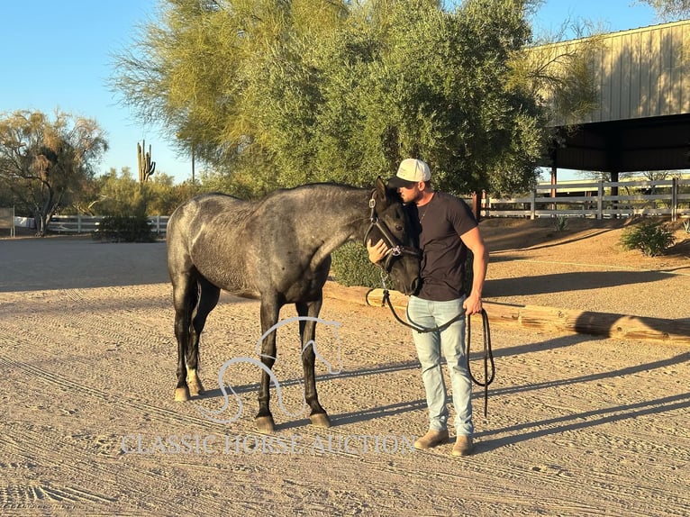 Tennessee Walking Horse Wallach 9 Jahre 163 cm in Phoenix, AZ