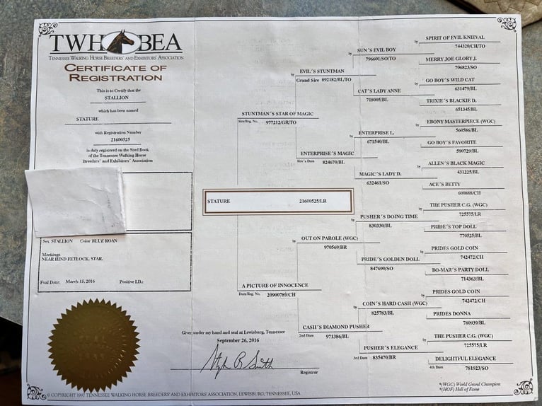 Tennessee Walking Horse Wallach 9 Jahre 163 cm in Phoenix, AZ