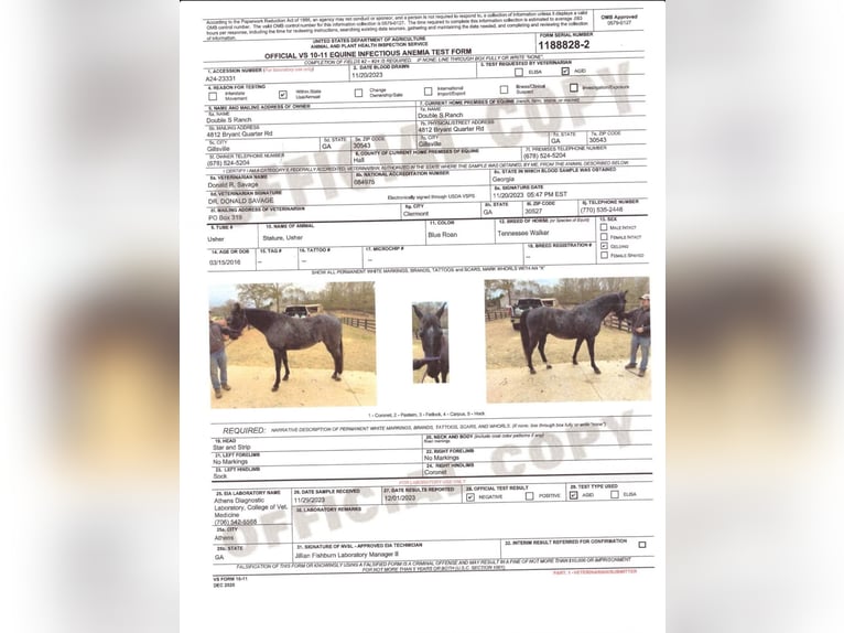 Tennessee Walking Horse Wallach 9 Jahre 163 cm in Phoenix, AZ
