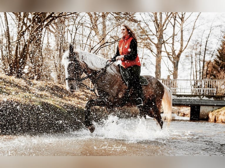 Tennessee Walking Horse Wallach 9 Jahre in Spalt