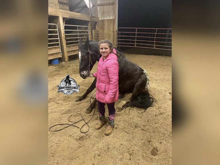 Tennessee Walking Horse Wallach 9 Jahre Rappe in Mount Vernon, KY