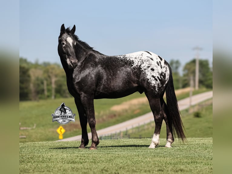 Tennessee Walking Horse Wallach 9 Jahre Rappe in Mount Vernon, KY