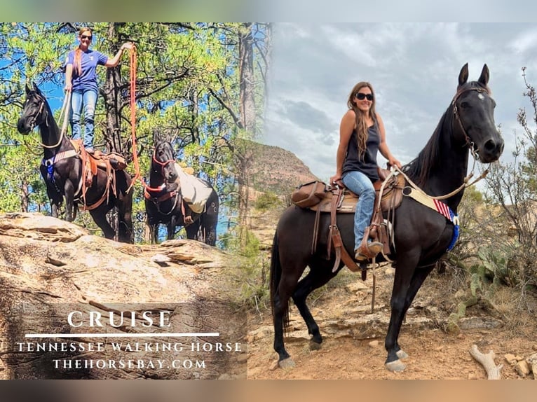 Tennessee Walking Horse Wallach 9 Jahre Rappe in South Fork, CO