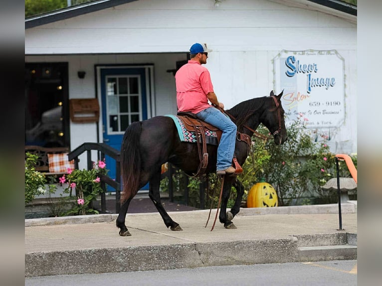 Tennessee walking horse Yegua 10 años 147 cm Negro in Cleveland Tn