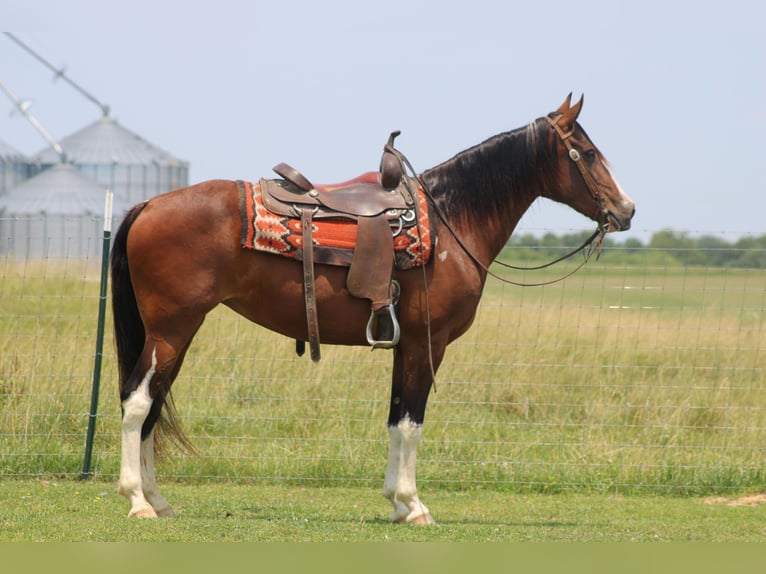 Tennessee walking horse Yegua 10 años 155 cm Castaño rojizo in Sonora KY