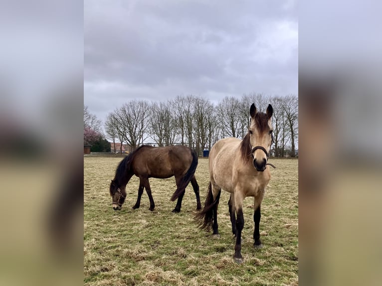 Tennessee walking horse Yegua 10 años 162 cm Buckskin/Bayo in Loxstedt