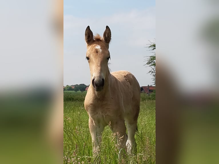 Tennessee walking horse Yegua 10 años 162 cm Buckskin/Bayo in Loxstedt