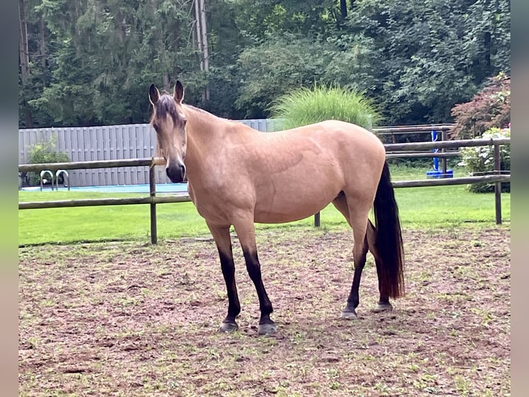 Tennessee walking horse Yegua 10 años 162 cm Buckskin/Bayo in Loxstedt