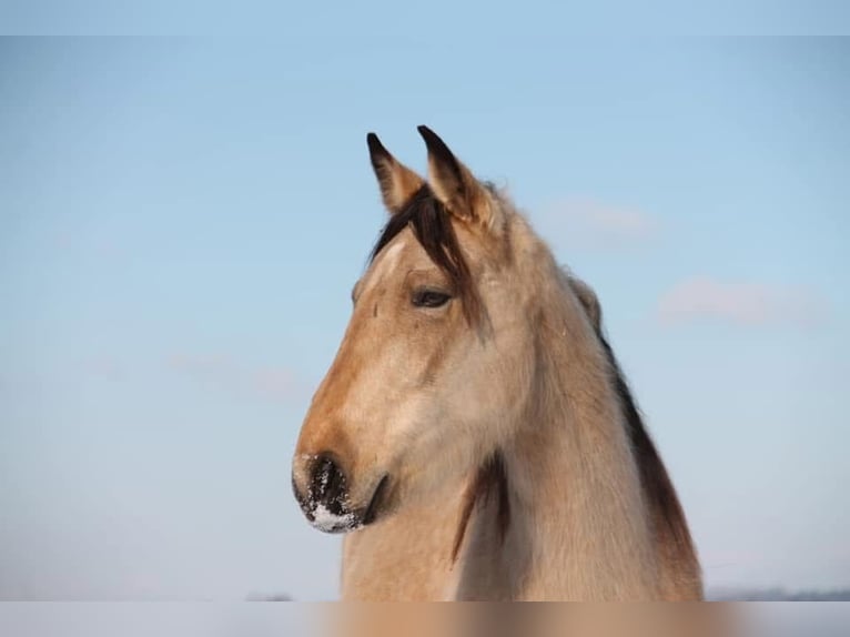 Tennessee walking horse Yegua 10 años 162 cm Buckskin/Bayo in Loxstedt