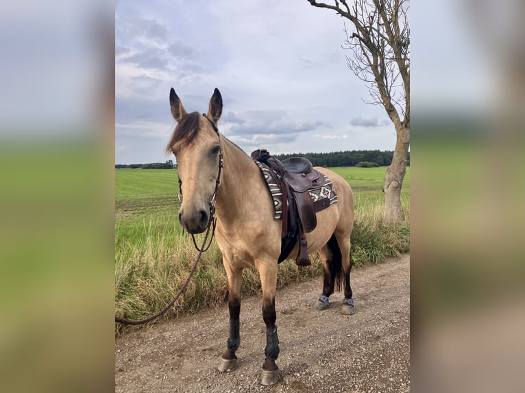 Tennessee walking horse Yegua 10 años 162 cm Buckskin/Bayo in Loxstedt