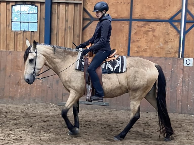 Tennessee walking horse Yegua 10 años 162 cm Buckskin/Bayo in Loxstedt
