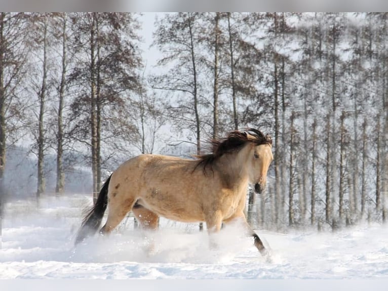 Tennessee walking horse Yegua 10 años 162 cm Buckskin/Bayo in Loxstedt