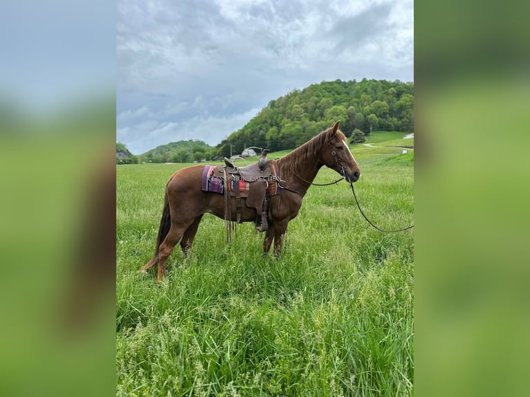 Tennessee walking horse Yegua 12 años 142 cm in Tompkinsville, KY