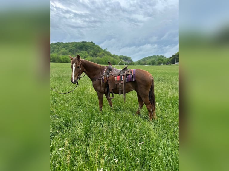 Tennessee walking horse Yegua 12 años 142 cm in Tompkinsville, KY
