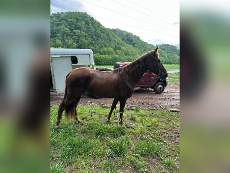 Tennessee walking horse Yegua 12 años 142 cm in Tompkinsville, KY