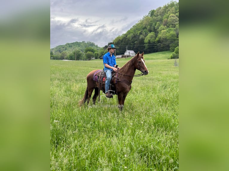 Tennessee walking horse Yegua 12 años 142 cm in Tompkinsville, KY