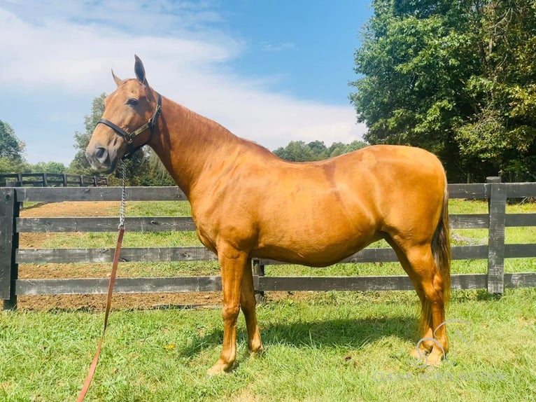 Tennessee walking horse Yegua 12 años 152 cm Alazán rojizo in Tompkinsville, KY