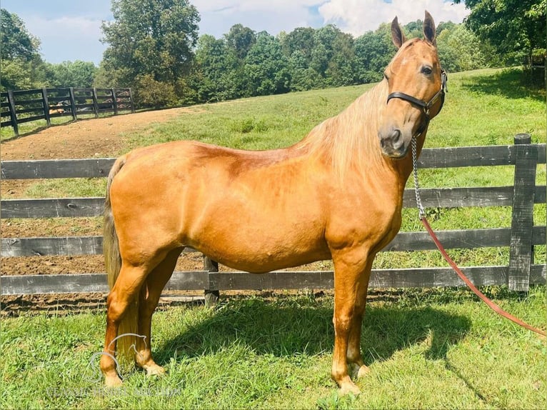 Tennessee walking horse Yegua 12 años 152 cm Alazán rojizo in Tompkinsville, KY