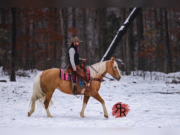 Tennessee walking horse Yegua 12 años 152 cm Palomino in Lyles