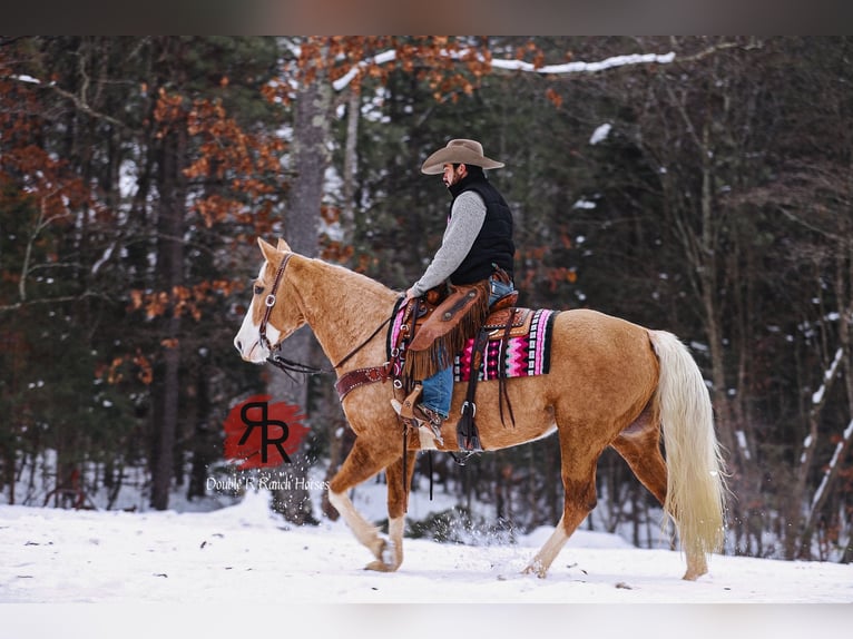 Tennessee walking horse Yegua 12 años 152 cm Palomino in Lyles