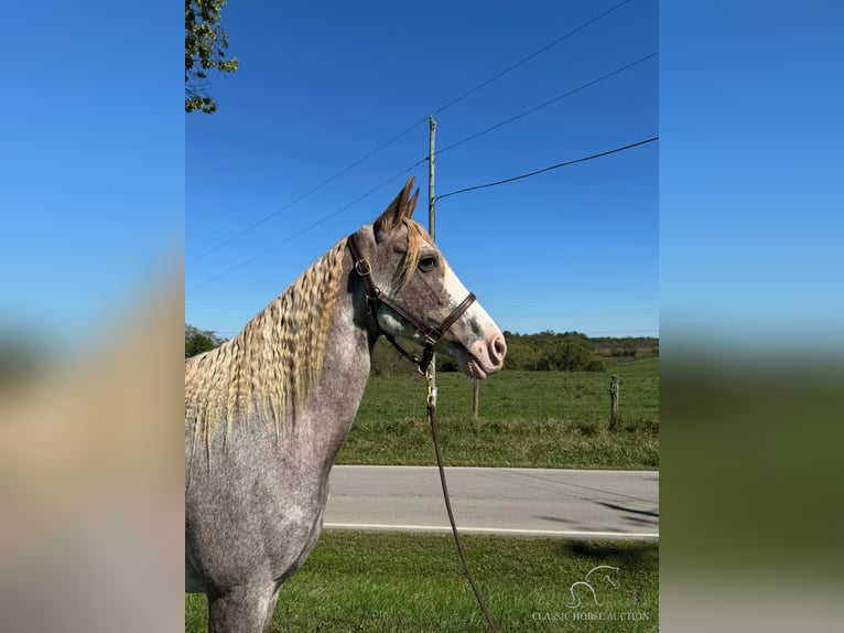 Tennessee walking horse Yegua 12 años 152 cm Ruano alazán in Mayslick, KY