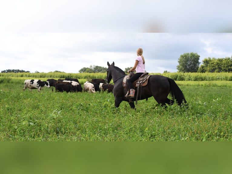 Tennessee walking horse Yegua 12 años 160 cm Negro in Hastings, MN