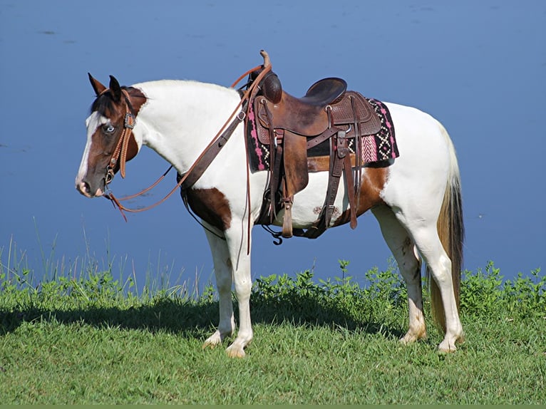 Tennessee walking horse Yegua 13 años 150 cm Tobiano-todas las-capas in Whitley City