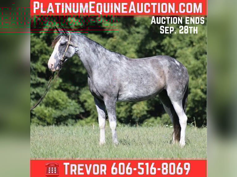 Tennessee walking horse Yegua 13 años 152 cm Ruano azulado in Parkers Lake KY