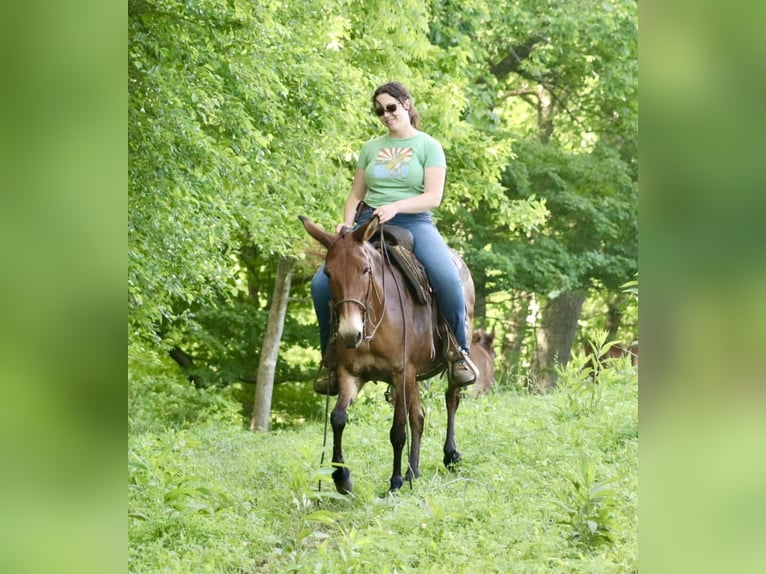 Tennessee walking horse Yegua 13 años Bayo in Brooksville, KY