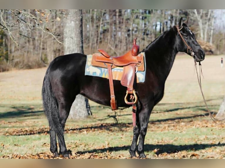 Tennessee walking horse Yegua 14 años 152 cm Negro in Rineyville
