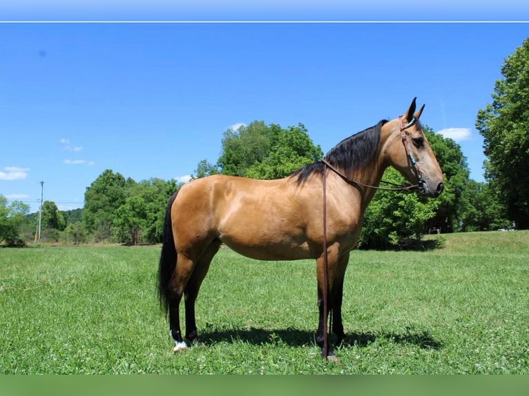 Tennessee walking horse Yegua 14 años 155 cm Buckskin/Bayo in Salyersville