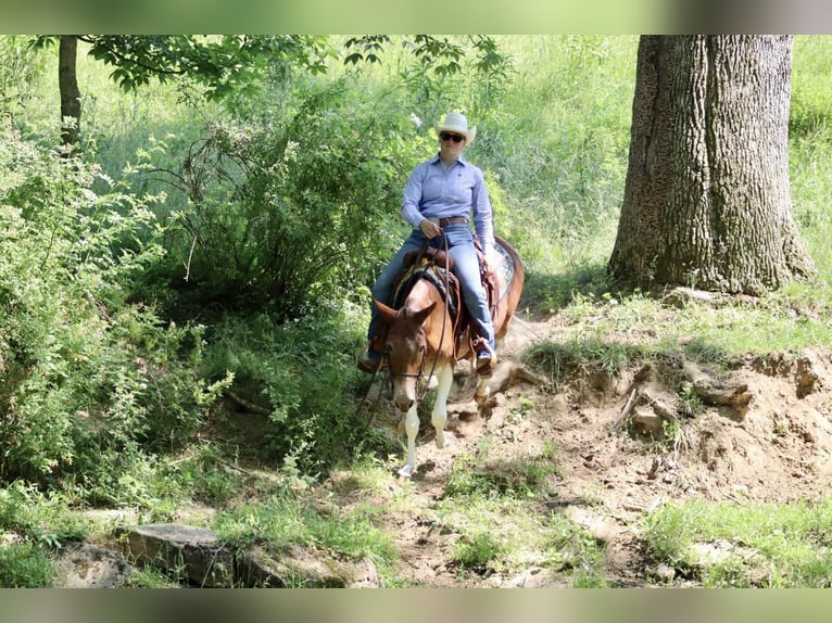 Tennessee walking horse Yegua 14 años Alazán-tostado in Brooksville KY