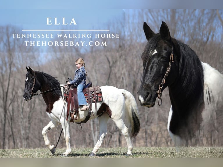 Tennessee walking horse Yegua 14 años Tobiano-todas las-capas in Mount Vernon, KY