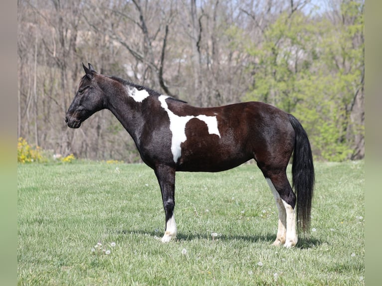 Tennessee walking horse Yegua 15 años 142 cm Negro in Brodhead