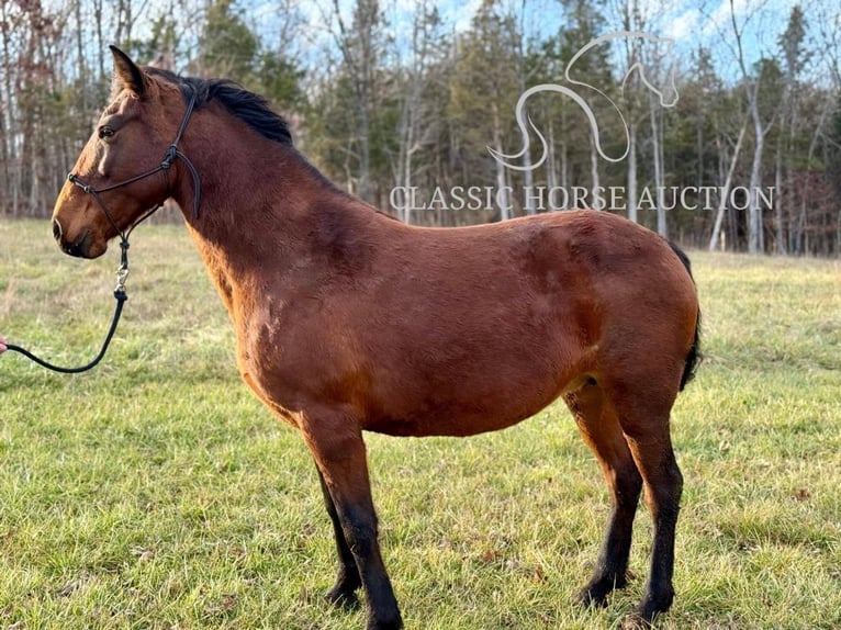 Tennessee walking horse Yegua 15 años 152 cm in Park Hills, MO