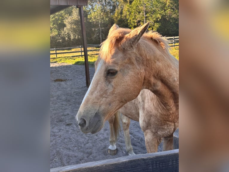 Tennessee walking horse Yegua 15 años 152 cm Palomino in Orlando