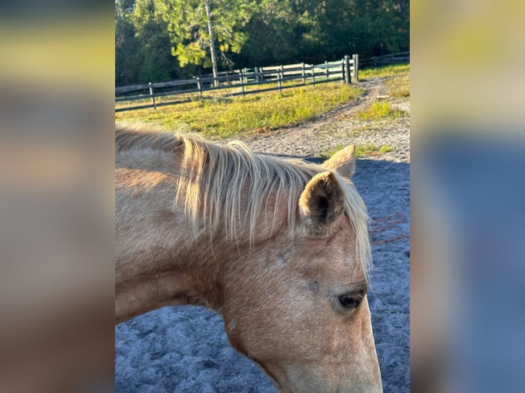 Tennessee walking horse Yegua 15 años 152 cm Palomino in Orlando