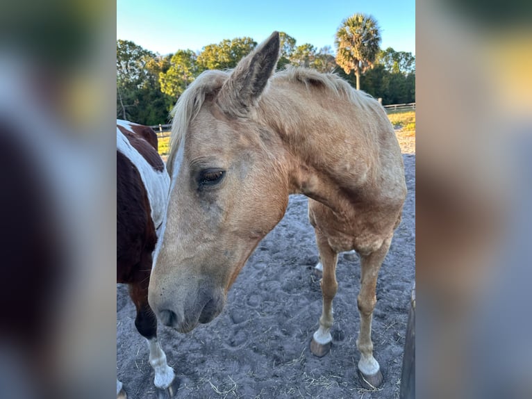 Tennessee walking horse Yegua 15 años 152 cm Palomino in Orlando