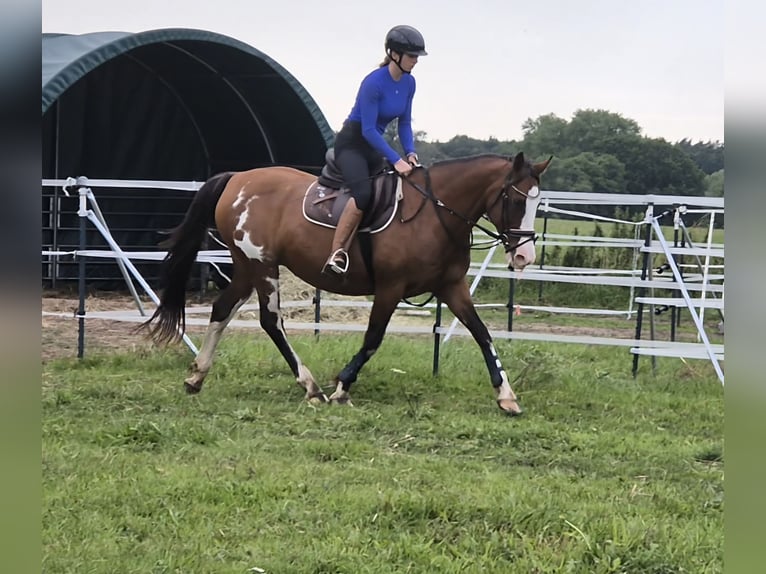 Tennessee walking horse Mestizo Yegua 15 años 155 cm Pío in Rubkow