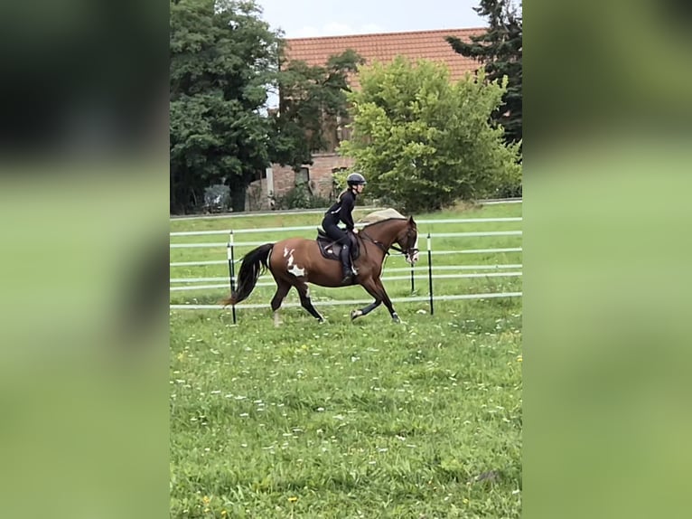 Tennessee walking horse Mestizo Yegua 15 años 155 cm Pío in Rubkow