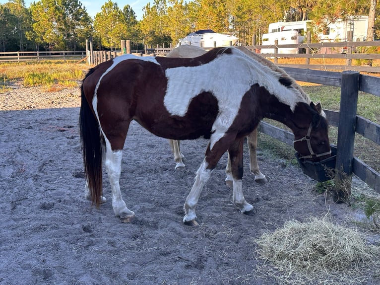 Tennessee walking horse Yegua 16 años 152 cm Tobiano-todas las-capas in Pierson, FLorida