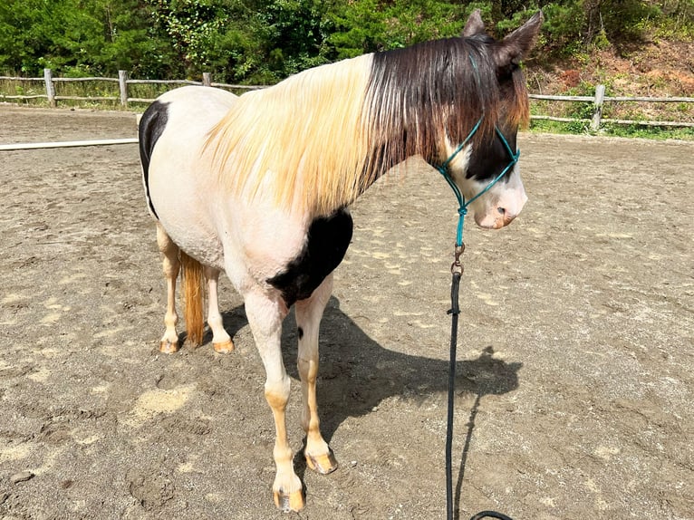 Tennessee walking horse Mestizo Yegua 17 años 152 cm Tobiano-todas las-capas in Leicester