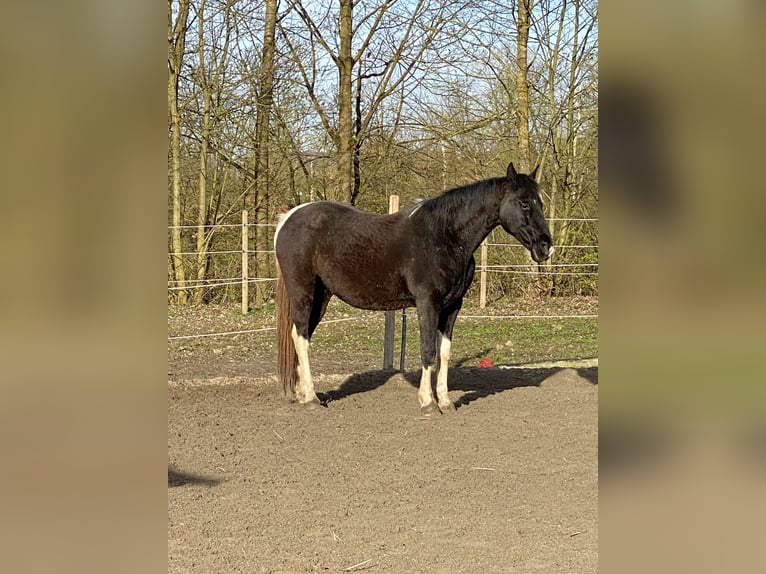 Tennessee walking horse Yegua 19 años 150 cm Pío in Pocking