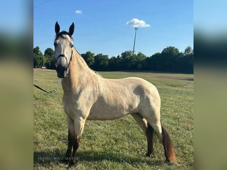 Tennessee walking horse Yegua 1 año 152 cm Buckskin/Bayo in Christiana, TN